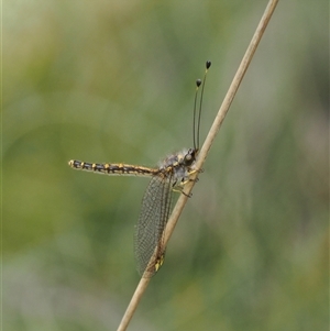 Ascalaphidae (family) at Uriarra Village, ACT - 2 Dec 2024