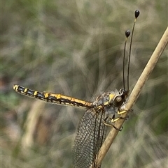 Ascalaphidae (family) at Uriarra Village, ACT - 2 Dec 2024