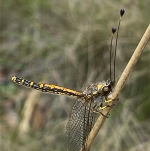 Ascalaphidae (family) at Uriarra Village, ACT - 2 Dec 2024