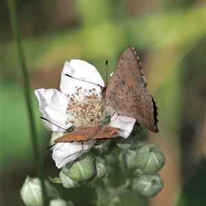 Paralucia aurifera (Bright Copper) at Uriarra Village, ACT by RAllen