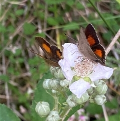 Paralucia aurifera at Uriarra Village, ACT - 2 Dec 2024