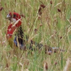 Platycercus eximius (Eastern Rosella) at Kangaroo Valley, NSW - 3 Dec 2024 by lbradley