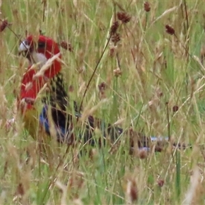 Platycercus eximius (Eastern Rosella) at Kangaroo Valley, NSW by lbradley