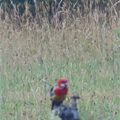 Platycercus eximius at Kangaroo Valley, NSW - suppressed