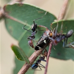 Eurymeloides punctata (Gumtree hopper) at Bungonia, NSW - 17 Nov 2024 by Miranda