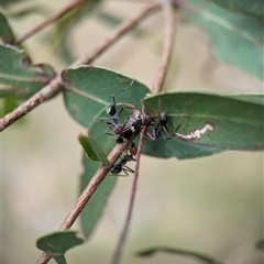 Eurymeloides punctata at Bungonia, NSW - 17 Nov 2024