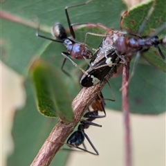 Eurymeloides punctata at Bungonia, NSW - 17 Nov 2024