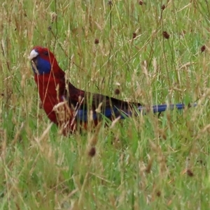 Platycercus elegans at Kangaroo Valley, NSW - 3 Dec 2024