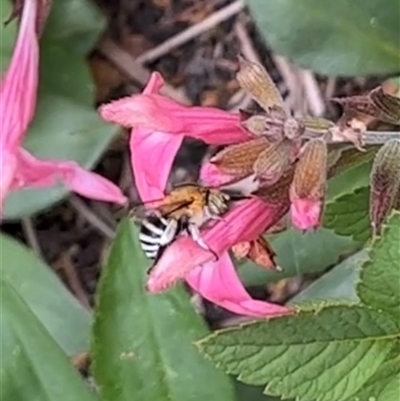 Amegilla sp. (genus) (Blue Banded Bee) at Gordon, ACT - 17 Nov 2024 by GG