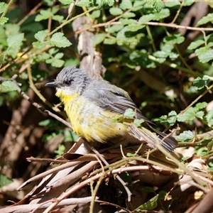 Eopsaltria australis (Eastern Yellow Robin) at Paddys River, ACT by RomanSoroka