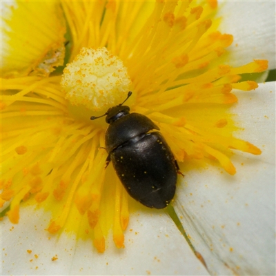 Nitidulidae sp. (family) (Sap beetle) at Downer, ACT - 2 Dec 2024 by RobertD