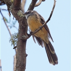 Rhipidura albiscapa (Grey Fantail) at Paddys River, ACT - 1 Mar 2024 by RomanSoroka