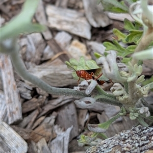 Ichneumonidae (family) at Mount Kembla, NSW - 3 Dec 2024