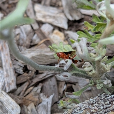 Ichneumonidae (family) (Unidentified ichneumon wasp) at Mount Kembla, NSW - 3 Dec 2024 by BackyardHabitatProject