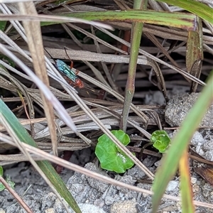 Ichneumonidae (family) at Mount Kembla, NSW - 3 Dec 2024