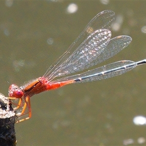 Xanthagrion erythroneurum at Paddys River, ACT - 1 Mar 2024