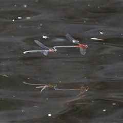 Xanthagrion erythroneurum at Paddys River, ACT - 1 Mar 2024