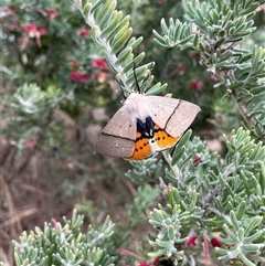 Gastrophora henricaria (Fallen-bark Looper, Beautiful Leaf Moth) at Bonython, ACT - 5 Oct 2024 by GG