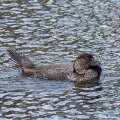 Biziura lobata (Musk Duck) at Paddys River, ACT - 1 Mar 2024 by RomanSoroka