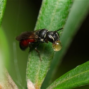 Hylaeus (Prosopisteron) littleri at Downer, ACT - 3 Dec 2024 02:33 PM