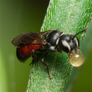 Hylaeus (Prosopisteron) littleri at Downer, ACT - 3 Dec 2024