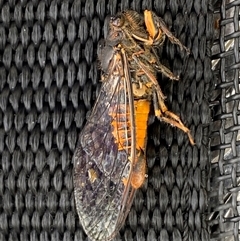 Yoyetta robertsonae (Clicking Ambertail) at Mitchell, ACT - 2 Dec 2024 by SteveBorkowskis