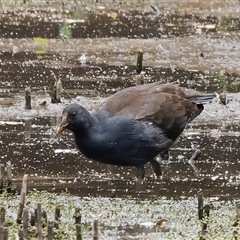 Gallinula tenebrosa (Dusky Moorhen) at Paddys River, ACT - 1 Mar 2024 by RomanSoroka