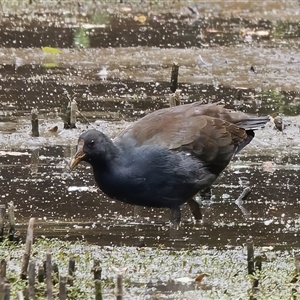 Gallinula tenebrosa at Paddys River, ACT - 1 Mar 2024 02:27 PM