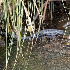 Pseudechis porphyriacus (Red-bellied Black Snake) at Paddys River, ACT by RomanSoroka