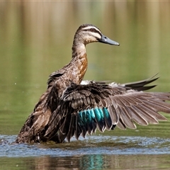 Anas superciliosa (Pacific Black Duck) at Paddys River, ACT - 1 Mar 2024 by RomanSoroka