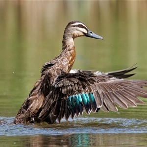 Anas superciliosa at Paddys River, ACT - 1 Mar 2024