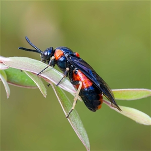 Lophyrotoma interrupta at Uriarra Village, ACT - 2 Dec 2024 03:22 PM