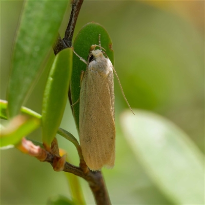 Unidentified Concealer moth (Oecophoridae) at Uriarra Village, ACT - 2 Dec 2024 by DPRees125