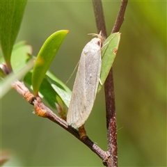 Telocharacta metachroa at Uriarra Village, ACT - 2 Dec 2024