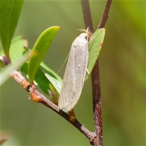 Telocharacta metachroa at Uriarra Village, ACT - 2 Dec 2024