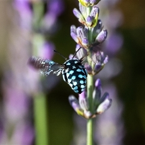 Thyreus caeruleopunctatus (Chequered cuckoo bee) at Wallaroo, NSW by Jek