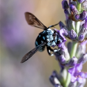 Thyreus caeruleopunctatus at Wallaroo, NSW - 3 Dec 2024