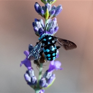 Thyreus caeruleopunctatus at Wallaroo, NSW - 3 Dec 2024