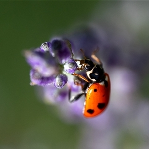 Hippodamia variegata (Spotted Amber Ladybird) at Wallaroo, NSW by Jek