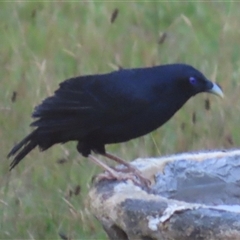 Ptilonorhynchus violaceus (Satin Bowerbird) at Kangaroo Valley, NSW - 3 Dec 2024 by lbradley