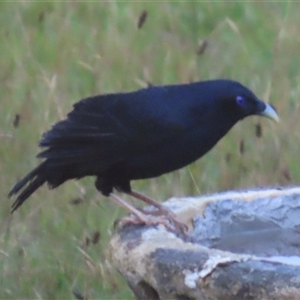 Ptilonorhynchus violaceus at Kangaroo Valley, NSW - suppressed