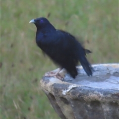 Ptilonorhynchus violaceus at Kangaroo Valley, NSW - suppressed