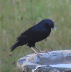 Ptilonorhynchus violaceus at Kangaroo Valley, NSW - suppressed