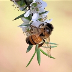 Apis mellifera (European honey bee) at Yackandandah, VIC - 2 Dec 2024 by KylieWaldon