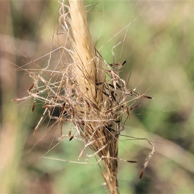 Austrostipa densiflora at Yackandandah, VIC - 1 Dec 2024 by KylieWaldon