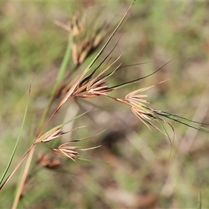 Themeda triandra (Kangaroo Grass) at Yackandandah, VIC by KylieWaldon