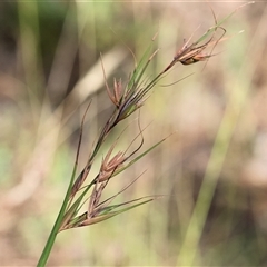 Themeda triandra at Yackandandah, VIC - 2 Dec 2024 07:57 AM