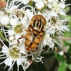 Eristalinus punctulatus at Yackandandah, VIC - 1 Dec 2024 by KylieWaldon