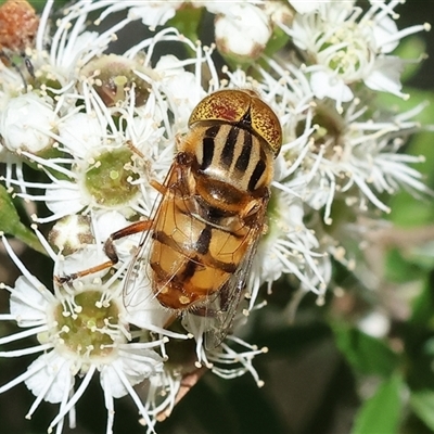 Eristalinus punctulatus (Golden Native Drone Fly) at Yackandandah, VIC - 2 Dec 2024 by KylieWaldon