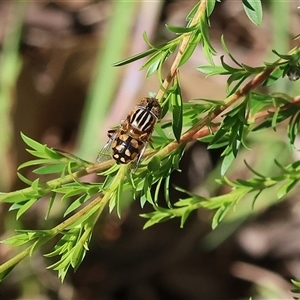 Eristalinus punctulatus at Yackandandah, VIC - 2 Dec 2024 08:10 AM